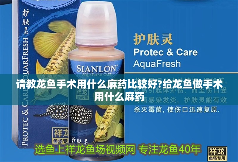 請教龍魚手術(shù)用什么麻藥比較好?給龍魚做手術(shù)用什么麻藥