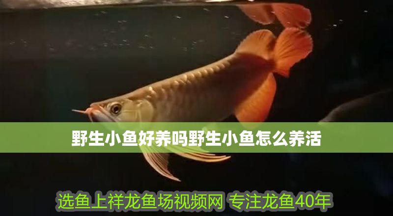 野生小魚好養(yǎng)嗎野生小魚怎么養(yǎng)活