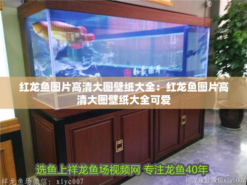 紅龍魚圖片高清大圖壁紙大全：紅龍魚圖片高清大圖壁紙大全可愛 紅龍魚圖片高清大圖壁紙大全：紅龍魚圖片高清大圖壁紙大全可愛 水族問答