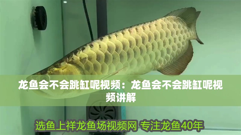龍魚會不會跳缸呢視頻:龍魚會不會跳缸呢視頻講解 水族問答 龍魚會不會跳缸呢視頻:龍魚會不會跳缸呢視頻講解 龍魚會不會跳缸呢視頻:龍魚會不會跳缸呢視頻講解 水族問答