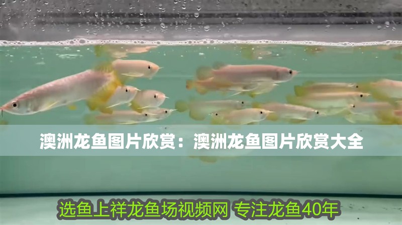 澳洲龍魚圖片欣賞：澳洲龍魚圖片欣賞大全