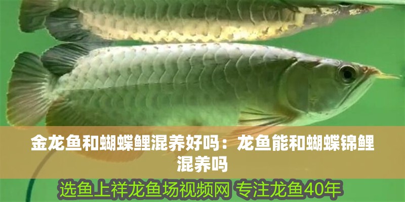 金龍魚和蝴蝶鯉混養(yǎng)好嗎：龍魚能和蝴蝶錦鯉混養(yǎng)嗎