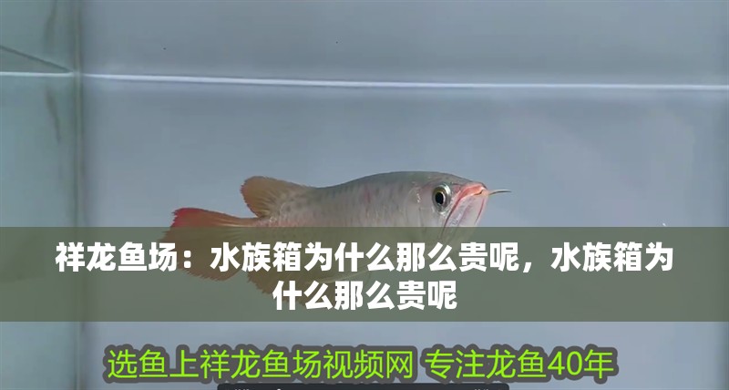 祥龍魚場：水族箱為什么那么貴呢，水族箱為什么那么貴呢