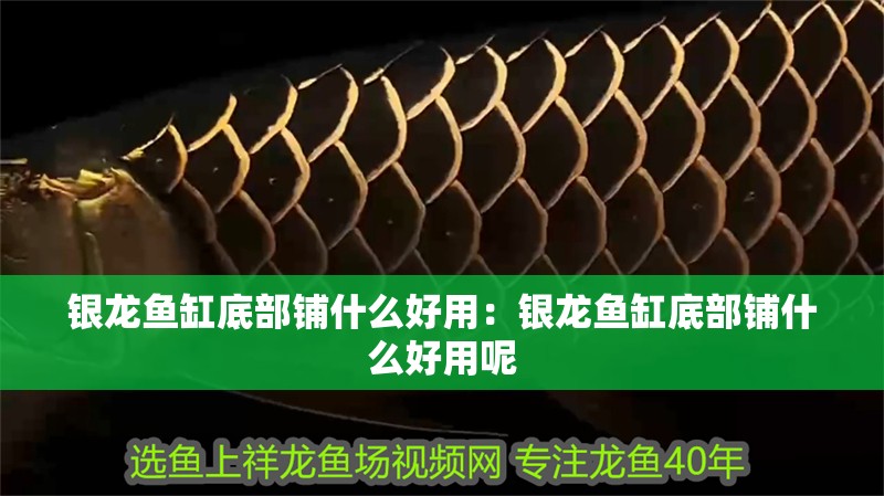 銀龍魚缸底部鋪什么好用：銀龍魚缸底部鋪什么好用呢