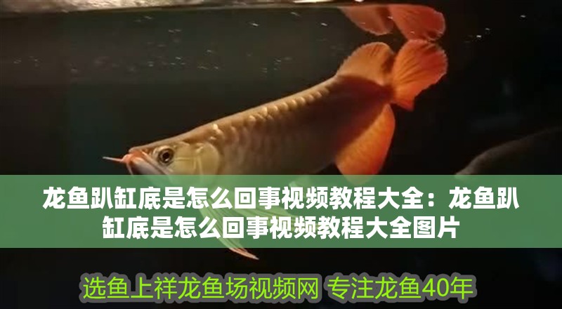 龍魚趴缸底是怎么回事視頻教程大全：龍魚趴缸底是怎么回事視頻教程大全圖片 龍魚趴缸底是怎么回事視頻教程大全：龍魚趴缸底是怎么回事視頻教程大全圖片 水族問(wèn)答