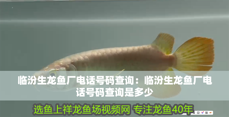 臨汾生龍魚廠電話號碼查詢：臨汾生龍魚廠電話號碼查詢是多少