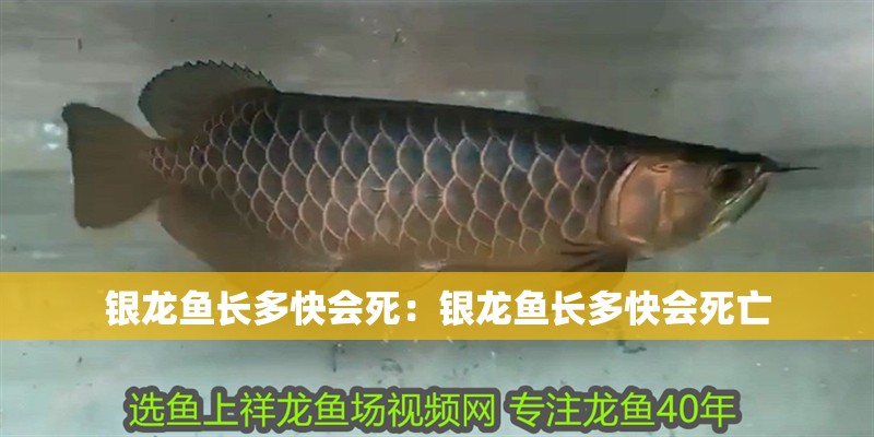 銀龍魚長多快會死：銀龍魚長多快會死亡