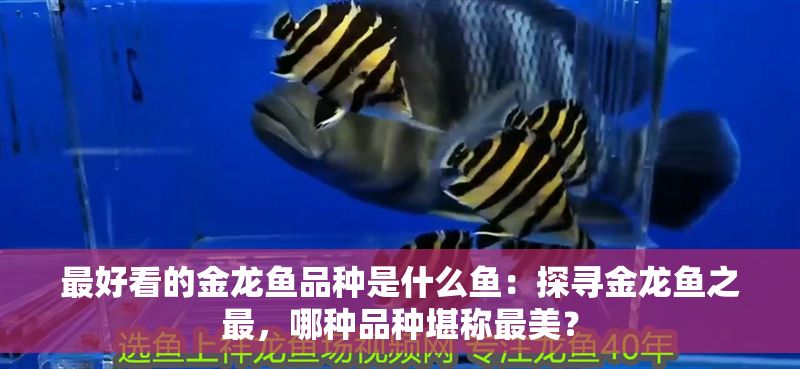 最好看的金龍魚品種是什么魚：探尋金龍魚之最，哪種品種堪稱最美？