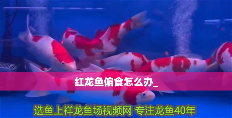 紅龍魚偏食怎么辦_