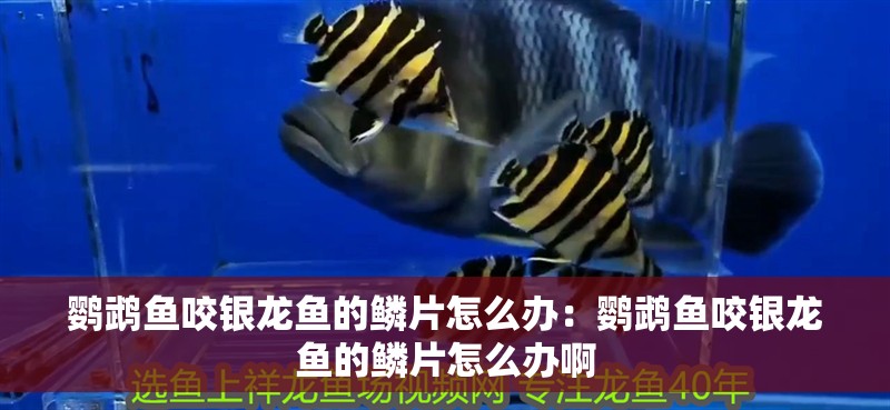 鸚鵡魚咬銀龍魚的鱗片怎么辦：鸚鵡魚咬銀龍魚的鱗片怎么辦啊