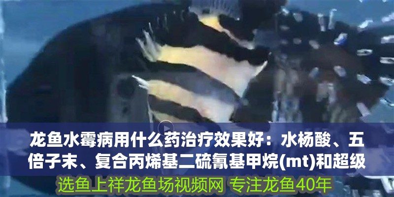 龍魚水霉病用什么藥治療效果好：水楊酸、五倍子末、復(fù)合丙烯基二硫氰基甲烷(mt)和超級(jí)納米銀