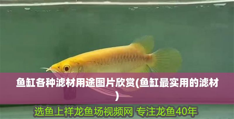 魚缸各種濾材用途圖片欣賞(魚缸最實(shí)用的濾材)