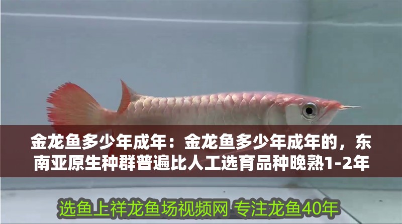 金龍魚多少年成年：金龍魚多少年成年的，東南亞原生種群普遍比人工選育品種晚熟1-2年 金龍魚多少年成年：金龍魚多少年成年的，東南亞原生種群普遍比人工選育品種晚熟1-2年 水族問答