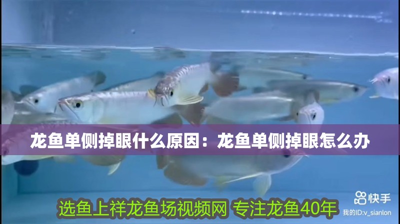 龍魚單側掉眼什么原因：龍魚單側掉眼怎么辦