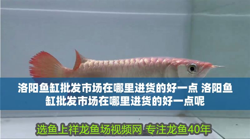 洛陽(yáng)魚(yú)缸批發(fā)市場(chǎng)在哪里進(jìn)貨的好一點(diǎn) 洛陽(yáng)魚(yú)缸批發(fā)市場(chǎng)在哪里進(jìn)貨的好一點(diǎn)呢