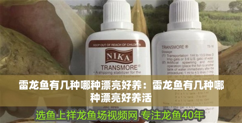 雷龍魚有幾種哪種漂亮好養：雷龍魚有幾種哪種漂亮好養活