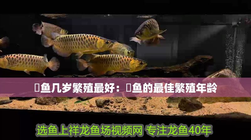 魟魚幾歲繁殖最好:魟魚的最佳繁殖年齡 魟魚百科 第2張 魟魚幾歲繁殖最好:魟魚的最佳繁殖年齡 魟魚幾歲繁殖最好:魟魚的最佳繁殖年齡 魟魚百科 第2張