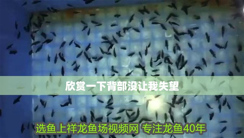 欣賞一下背部沒讓我失望 欣賞一下背部沒讓我失望 紅龍魚百科 第4張