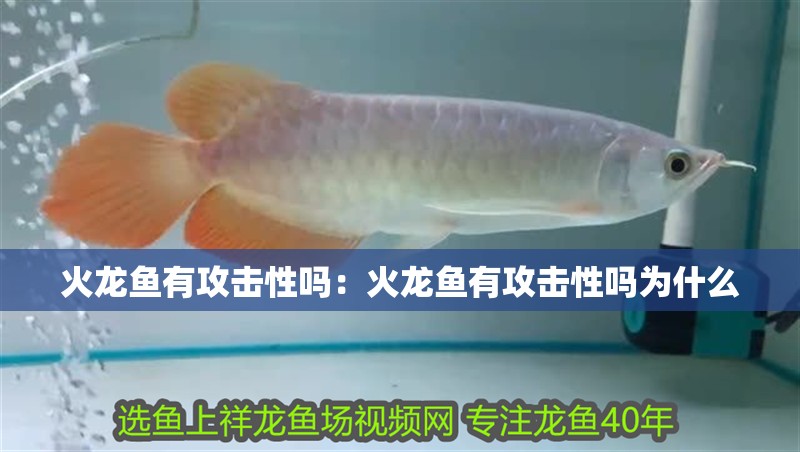 火龍魚有攻擊性嗎:火龍魚有攻擊性嗎為什么 水族問答 火龍魚有攻擊性嗎:火龍魚有攻擊性嗎為什么 火龍魚有攻擊性嗎:火龍魚有攻擊性嗎為什么 水族問答