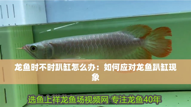 龍魚時不時趴缸怎么辦:如何應對龍魚趴缸現象 龍魚百科 龍魚時不時趴缸怎么辦:如何應對龍魚趴缸現象 龍魚時不時趴缸怎么辦:如何應對龍魚趴缸現象 龍魚百科
