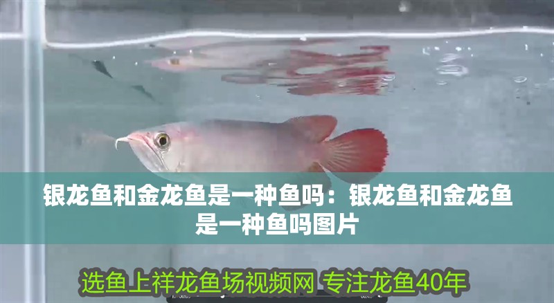 銀龍魚和金龍魚是一種魚嗎：銀龍魚和金龍魚是一種魚嗎圖片