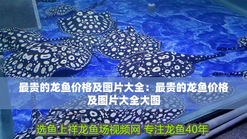 最貴的龍魚價格及圖片大全：最貴的龍魚價格及圖片大全大圖