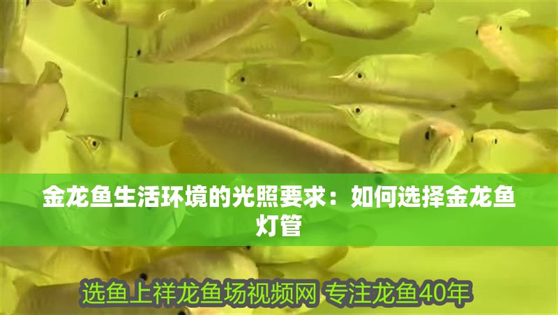 金龍魚生活環(huán)境的光照要求：如何選擇金龍魚燈管