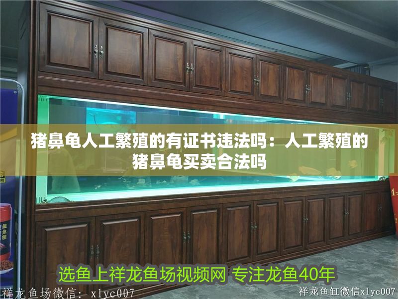 豬鼻龜人工繁殖的有證書違法嗎：人工繁殖的豬鼻龜買賣合法嗎