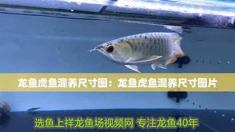 龍魚虎魚混養尺寸圖:龍魚虎魚混養尺寸圖片 水族問答 龍魚虎魚混養尺寸圖:龍魚虎魚混養尺寸圖片 龍魚虎魚混養尺寸圖:龍魚虎魚混養尺寸圖片 水族問答