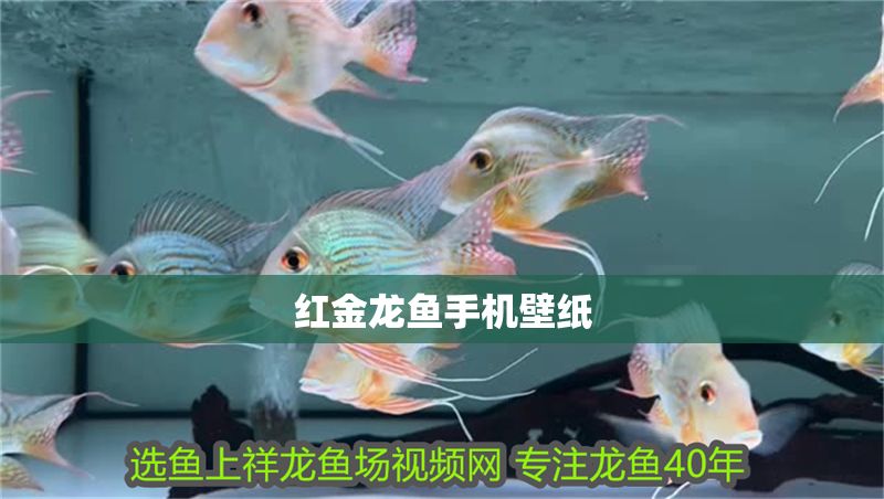 紅金龍魚手機壁紙