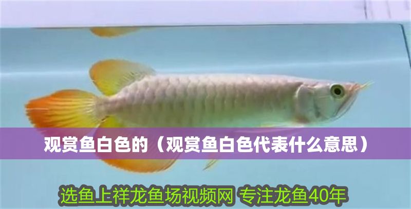 觀賞魚白色的（觀賞魚白色代表什么意思）