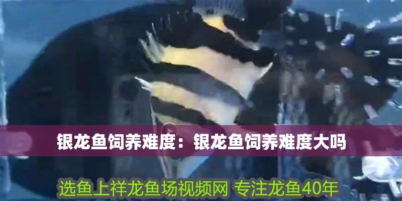 銀龍魚飼養(yǎng)難度：銀龍魚飼養(yǎng)難度大嗎