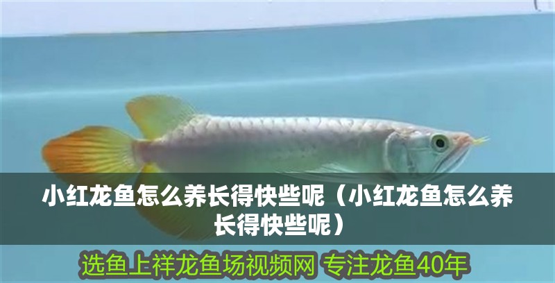 小紅龍魚怎么養長得快些呢（小紅龍魚怎么養長得快些呢）