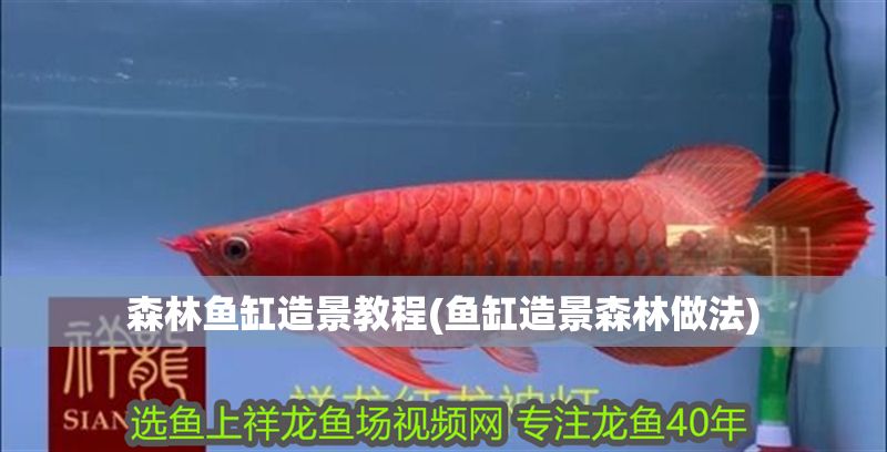 森林魚缸造景教程(魚缸造景森林做法)