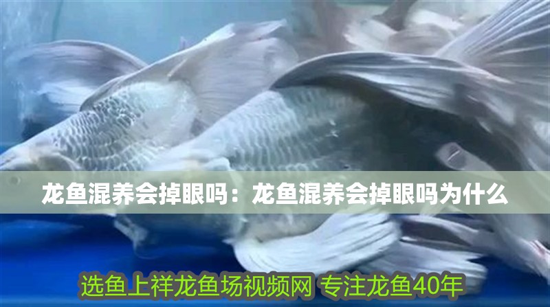 龍魚混養會掉眼嗎：龍魚混養會掉眼嗎為什么