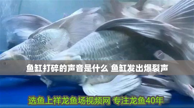 魚(yú)缸打碎的聲音是什么 魚(yú)缸發(fā)出爆裂聲