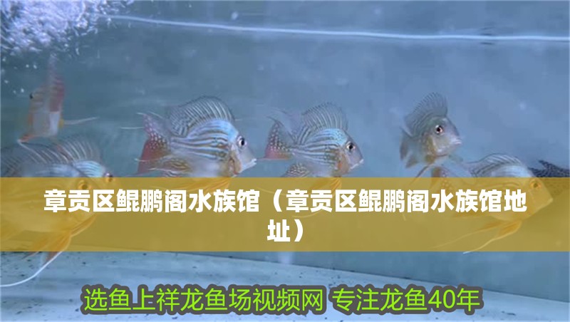 章貢區鯤鵬閣水族館（章貢區鯤鵬閣水族館地址）