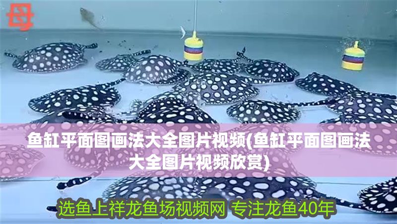 魚缸平面圖畫法大全圖片視頻(魚缸平面圖畫法大全圖片視頻欣賞) 黃金貓魚百科 第1張 魚缸平面圖畫法大全圖片視頻(魚缸平面圖畫法大全圖片視頻欣賞) 魚缸平面圖畫法大全圖片視頻(魚缸平面圖畫法大全圖片視頻欣賞) 黃金貓魚百科 第1張