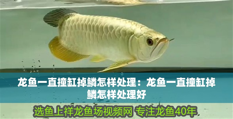 龍魚一直撞缸掉鱗怎樣處理：龍魚一直撞缸掉鱗怎樣處理好