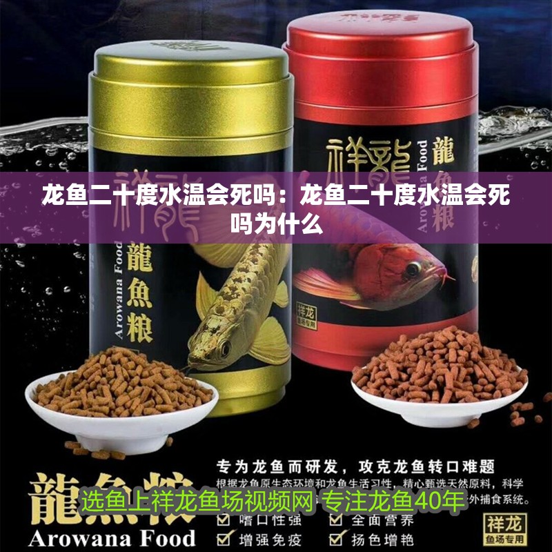 龍魚(yú)二十度水溫會(huì)死嗎：龍魚(yú)二十度水溫會(huì)死嗎為什么