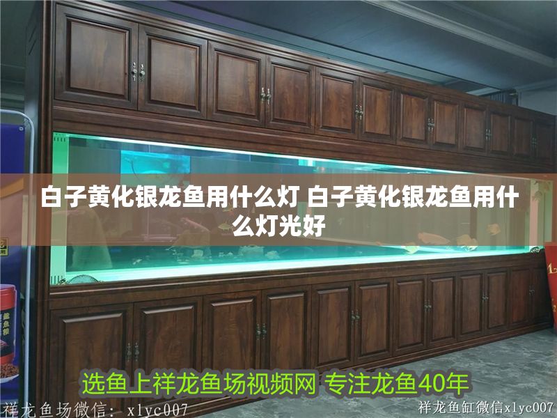白子黃化銀龍魚用什么燈 白子黃化銀龍魚用什么燈光好