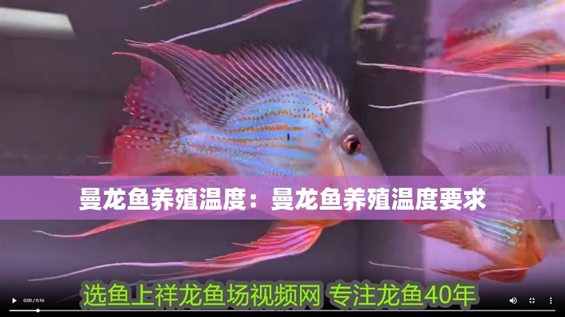 曼龍魚養殖溫度：曼龍魚養殖溫度要求