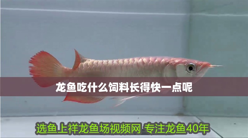 龍魚吃什么飼料長得快一點呢