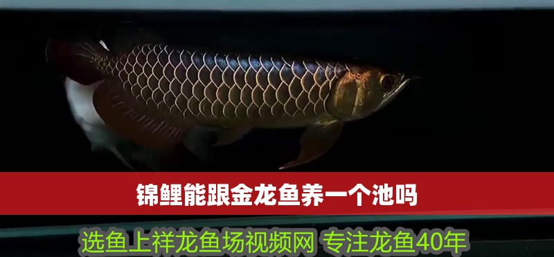 錦鯉能跟金龍魚養一個池嗎
