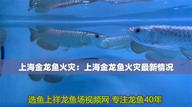 上海金龍魚火災：上海金龍魚火災最新情況 上海金龍魚火災：上海金龍魚火災最新情況 水族問答