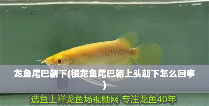 龍魚尾巴朝下(銀龍魚尾巴朝上頭朝下怎么回事)