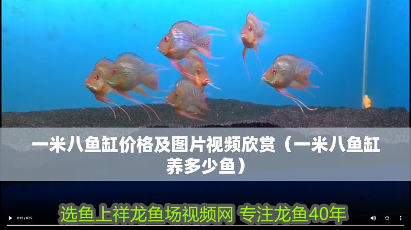 一米八魚(yú)缸價(jià)格及圖片視頻欣賞（一米八魚(yú)缸養(yǎng)多少魚(yú)）