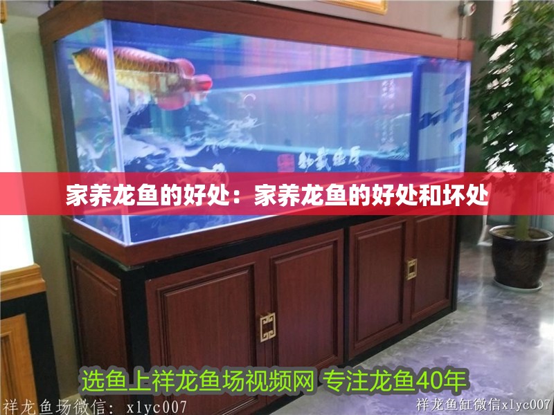 家養(yǎng)龍魚的好處：家養(yǎng)龍魚的好處和壞處