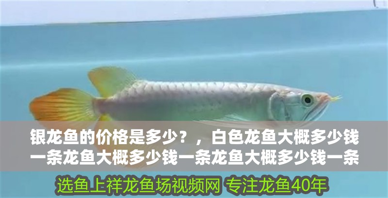 銀龍魚的價格是多少？，白色龍魚大概多少錢一條龍魚大概多少錢一條龍魚大概多少錢一條