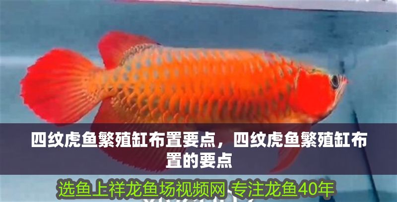 四紋虎魚繁殖缸布置要點,四紋虎魚繁殖缸布置的要點 虎魚百科 第1張 四紋虎魚繁殖缸布置要點,四紋虎魚繁殖缸布置的要點 四紋虎魚繁殖缸布置要點,四紋虎魚繁殖缸布置的要點 虎魚百科 第1張